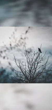 This phone live wallpaper features a haunting image of a bird perched on a bare tree in a misty forest