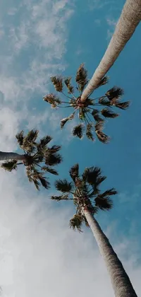 This phone live wallpaper features a serene tropical scene with groups of palm trees swaying gently in the breeze on a seemingly endless heavenly blue sky
