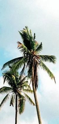 This phone live wallpaper showcases two tall palm trees standing side by side as the central focus