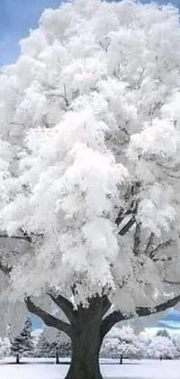 This stunning live wallpaper features a giant white tree in a winter wonderland