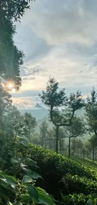 This stunning phone live wallpaper showcases a beautiful tea plantation with the sun shining through the clouds and a mountain sunrise in the background