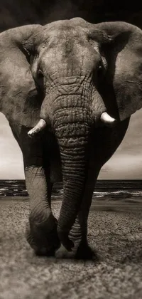 This striking live wallpaper features a photorealistic black and white image of an elephant walking on sand