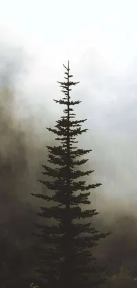 This live phone wallpaper features an impressive depiction of a black fir tree standing alone amidst a foggy forest