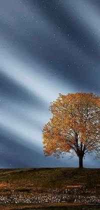 This phone live wallpaper features a lone tree in the center of a field at night, with falling leaves and autumn colors