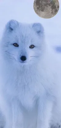 Looking for a stunning live wallpaper for your phone? This white fox sitting in the snow with a full moon in the background is sure to impress! Its beautiful blueish eyes and white nose enhance its albino dwarf characteristics, making it a truly unique and captivating subject