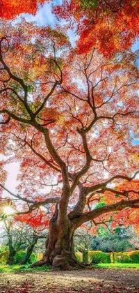 This stunning live phone wallpaper features a beautifully captured photo of a grand tree set in the center of a tranquil park