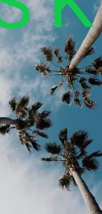 Upgrade your phone's wallpaper with this tropical live wallpaper! Featuring two palm trees photographed from an uncommon angle, this stunning image captured from Unsplash creates a unique  upside-down view
