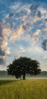 Enjoy a tranquil and refreshing display on your phone with this live wallpaper featuring a lone tree standing amidst a vast field, under a picturesque sky painted with fluffy clouds