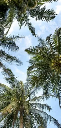 This phone live wallpaper showcases a charming image of several palm trees set against a stunning blue sky background, displaying an alluring view of the palm trees from above