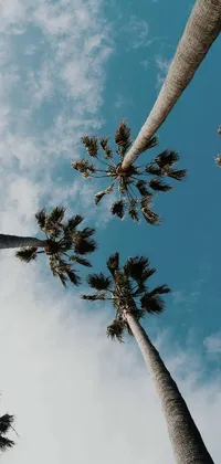 This phone live wallpaper features a stunning overhead view of a group of tall palm trees set against a clear blue sky with a long beach in the background