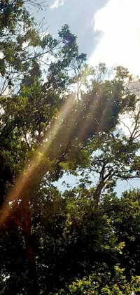 Get lost in the beauty of nature with this stunning live wallpaper featuring god rays shining through towering trees on a sunny day