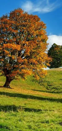 This phone live wallpaper features a stunning lone tree set against a lush green field, immersed in the beauty of autumn