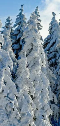 This live wallpaper showcases a skier in action, carving down a snow-covered slope amidst giant trees