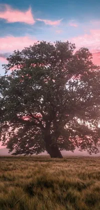 Get lost in the mesmerizing beauty of a gentle dawn with this stunning live wallpaper featuring a great Oak tree standing tall on a green field
