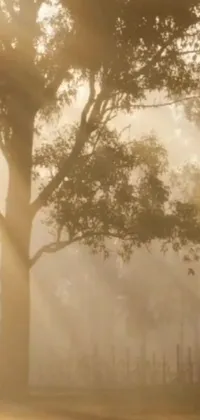 Looking for a beautiful and peaceful live wallpaper for your phone? Look no further than this stunning depiction of a horse standing next to a tree on a foggy day in the Australian bush