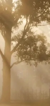 This stunning live wallpaper features a majestic horse standing next to a tree on a foggy day in an Australian landscape