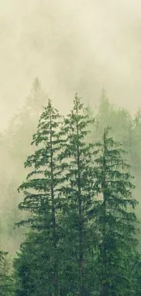 Plant Tree Cloud Live Wallpaper