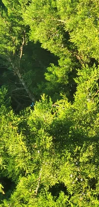 This stunning phone live wallpaper showcases a mesmerizing bird's eye view of a group of trees with lush green evergreen branches, set against a serene and calming background of blue and green