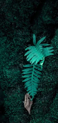 Experience the tranquility of nature with this lush live wallpaper featuring a vibrant green plant sitting atop a dense, emerald forest