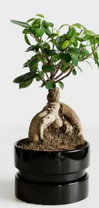 Plant Tree Flowerpot Live Wallpaper