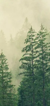 Bring serenity to your phone with this stunning live wallpaper of cattle grazing atop a lush green forest in a foggy redwood landscape