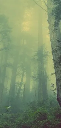 This phone live wallpaper features a mystical forest with tall trees and a mysterious mist