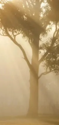 This phone live wallpaper depicts a serene scene of a horse and tree in a misty field, surrounded by the golden mist of the Australian bush