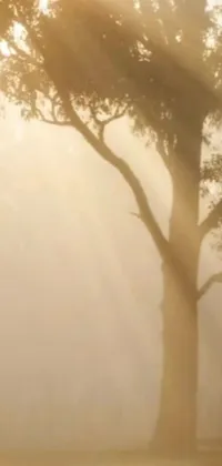 This phone live wallpaper depicts a serene scene of an elephant standing next to a weathered tree in a foggy setting, with beams of light shining from above