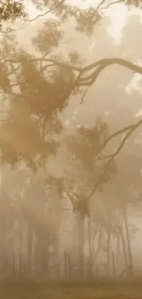 Plant Tree Fog Live Wallpaper
