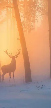Bring the magic of a winter forest to your phone with this captivating live wallpaper