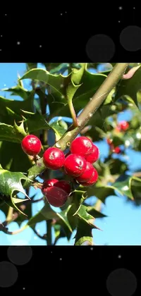 This captivating phone live wallpaper features a branch of holly adorned with red berries against a stunning blue sky backdrop