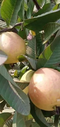This phone live wallpaper showcases a realistic close-up of fruit on a tree