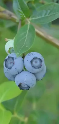 This phone live wallpaper features a beautiful close-up image of juicy blueberries growing on a tree, accompanied by a cute squirrel and lemon cocktail in the background