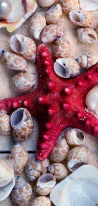 This phone live wallpaper features a lively red starfish sitting atop a brilliantly decorated pile of shells