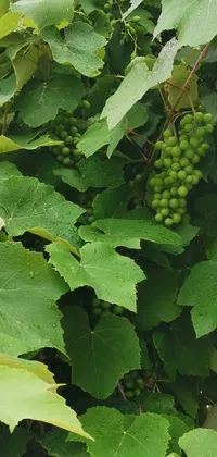 This live wallpaper for your phone features a stunning high-resolution photograph of green grapes growing on a vine, surrounded by vibrant vegetation