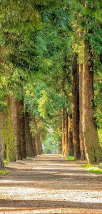 This live wallpaper showcases a serene and naturalistic image of a dirt road enveloped by tall, green cedar trees