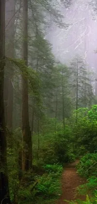 This live wallpaper is a stunning trail through a dense forest on a foggy day
