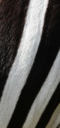 This phone live wallpaper showcases a majestic zebra in close-up