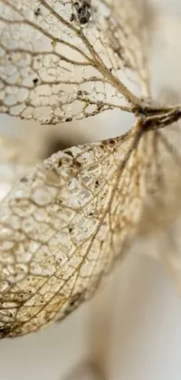 This stunning phone live wallpaper features a close-up photograph of a leaf with intricate lace-like detail on a white surface