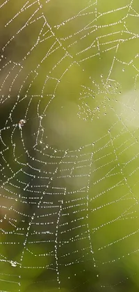 This live wallpaper features a high-resolution macro photograph of a spider web with water droplets