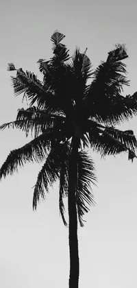 Looking to add a touch of serenity and sophistication to your phone screen? Check out our stunning live wallpaper featuring a black and white photo of a palm tree captured in Bangalore