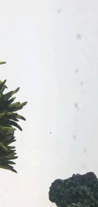 This live phone wallpaper showcases a green plant with broccoli on top, viewed under a foggy atmosphere through a rain-flecked window