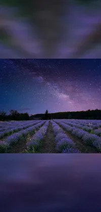 This phone live wallpaper showcases a serene lavender field under a starry night sky