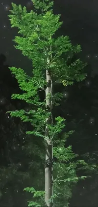 Plant Tree Larch Live Wallpaper