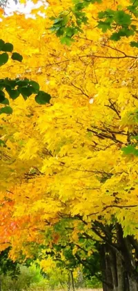 Transform your phone screen into a picturesque autumn park with this live wallpaper! It showcases a close-up shot of yellow maple trees alongside fine art that brings out the best in fall