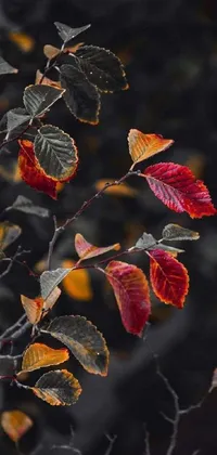 This stunning phone live wallpaper features a colorized photo of tree leaves up close, creating a calming and natural effect