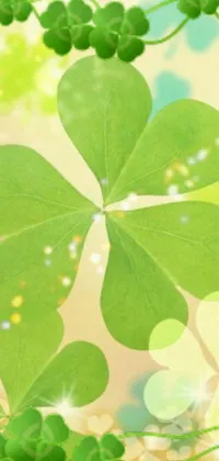 This charming phone live wallpaper showcases a trending image of four leaf clovers resting together