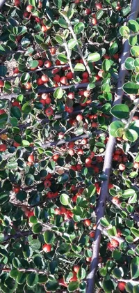 Enjoy a picturesque live wallpaper for your phone featuring a vibrant bush full of green and red berries