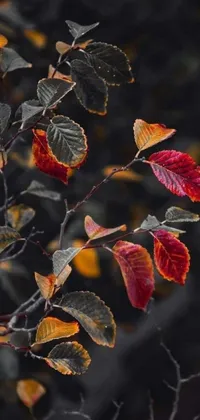 Transform your phone into a natural oasis with this stunning live wallpaper! Enjoy a vibrant close up of leaves on a tree, featuring a colorized photo with a dark red and black color palette