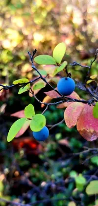 This live wallpaper features a lush bunch of blueberries surrounded by colorful leaves on a tree branch in a boreal forest